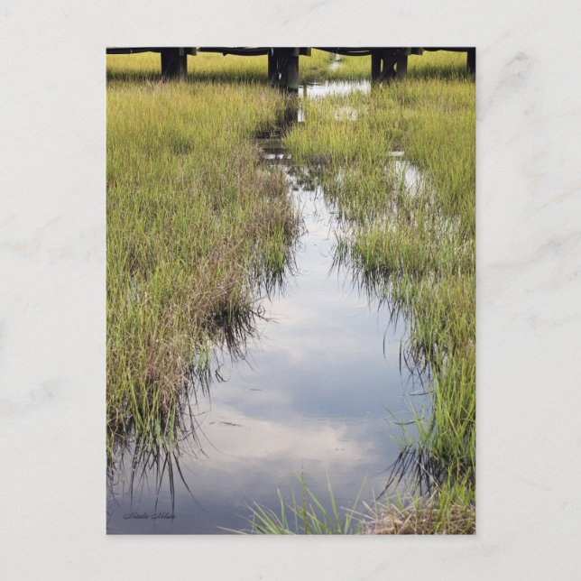 Cartão Postal Tidal Creek (Frente)