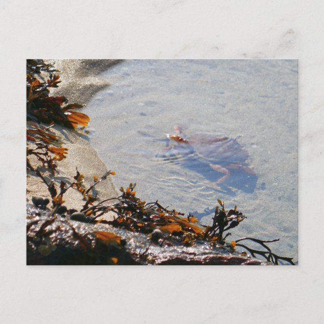 Cartão Postal Tidepool em Sand Beach (Frente)