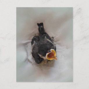 Cartão Postal Tidi, meu Pássaro, o Parus Major