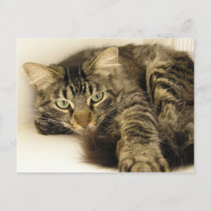 Cartão Postal Tiger