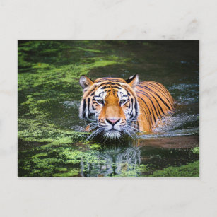 Cartão postal Tiger