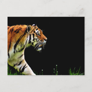 Cartão Postal Tiger Aproximando-se - Trabalho de arte animal sel