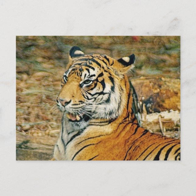 Cartão Postal Tiger bonito (Frente)