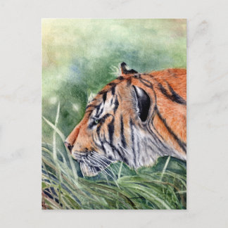 Cartão Postal Tiger caminhando pela selva
