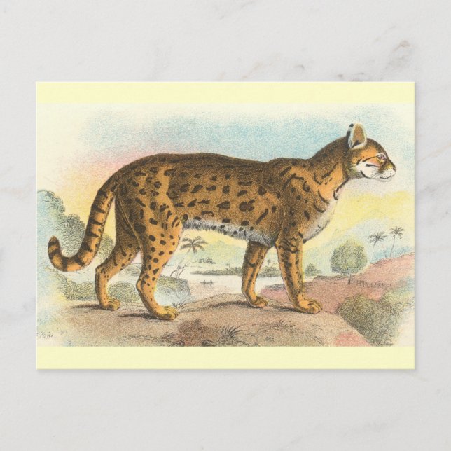 Cartão Postal Tiger-Cat (Frente)