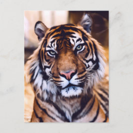 Cartão Postal Tiger Cat Fecha Vida Selvagem Pintada