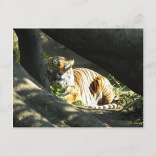Cartão Postal Tiger Catnap
