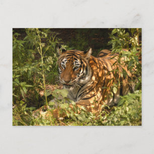 Cartão Postal Tiger-China-Doll-b-18