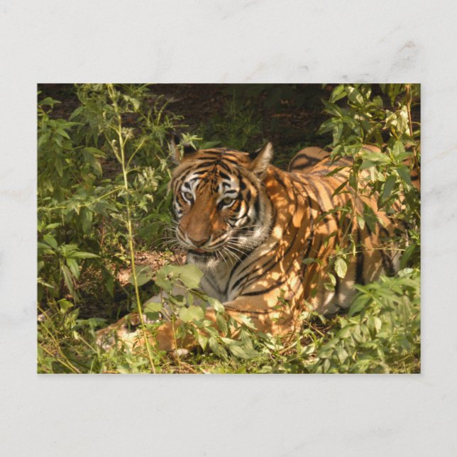 Cartão Postal Tiger-China-Doll-b-18 (Frente)