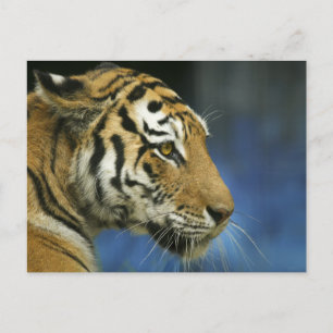 Cartão Postal Tiger CloseUp Sideways Photoshot