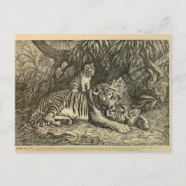Cartão Postal Tiger Cub Ephemera Vintage Art