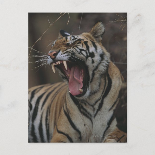 Cartão Postal Tiger Cub Yawning (Frente)