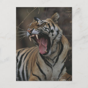 Cartão Postal Tiger Cub Yawning