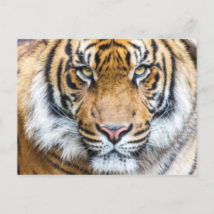 Cartão Postal Tiger Face Photo