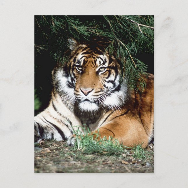 Cartão Postal Tiger gostando da sombra (Frente)