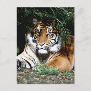Cartão Postal Tiger gostando da sombra