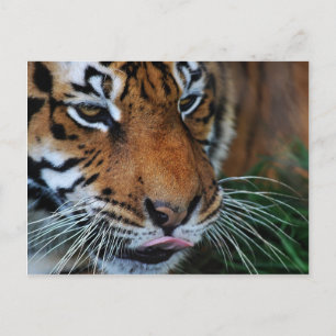 Cartão Postal Tiger lambendo suas lábios