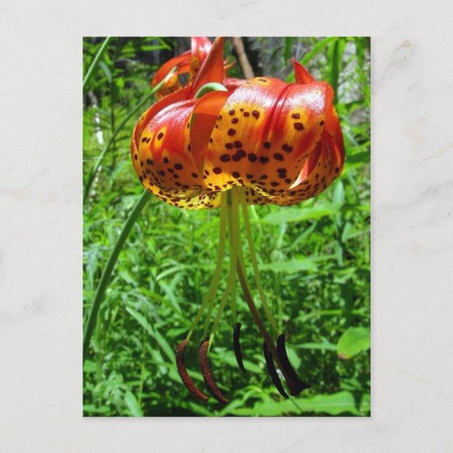 Cartão Postal Tiger Lily 01 (Frente)