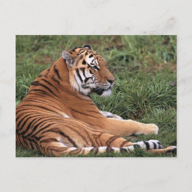 Cartão Postal Tiger Lounging in Grass Postcard (Frente)