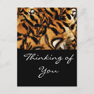 Cartão Postal Tiger Love