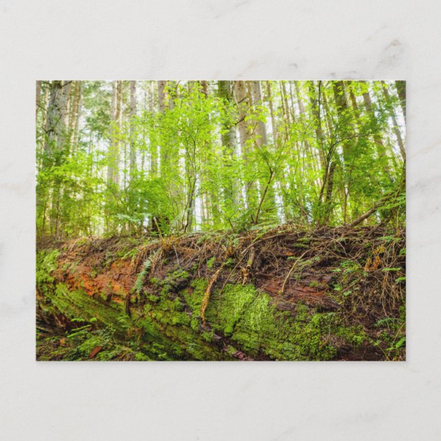 Cartão Postal Tiger Mountain | Issaquah, Estado de Washington (Frente)