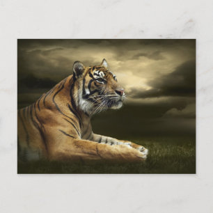 Cartão Postal Tiger olhando e sentando sob o céu dramático