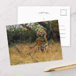Cartão Postal Tiger on The Watch | Wilhelm Kuhnert<br><div class="desc">Tiger on The Watch (1901), de Wilhelm Kuhnert, é uma pintura vintage de arte que mostra um tigre em um momento de alerta. O tigre é representado com atenção meticulosa aos detalhes, desde sua poderosa musculatura até as listras vívidas em sua casaco. Colocada em um ambiente exuberante e natural, a...</div>