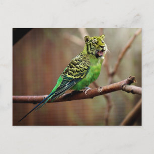 Cartão Postal Tiger Parakeet