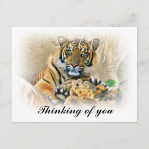 Cartão Postal Tiger,Procurando_