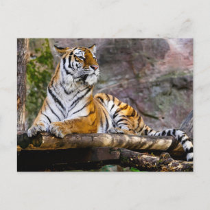 Cartão Postal Tiger Relaxing