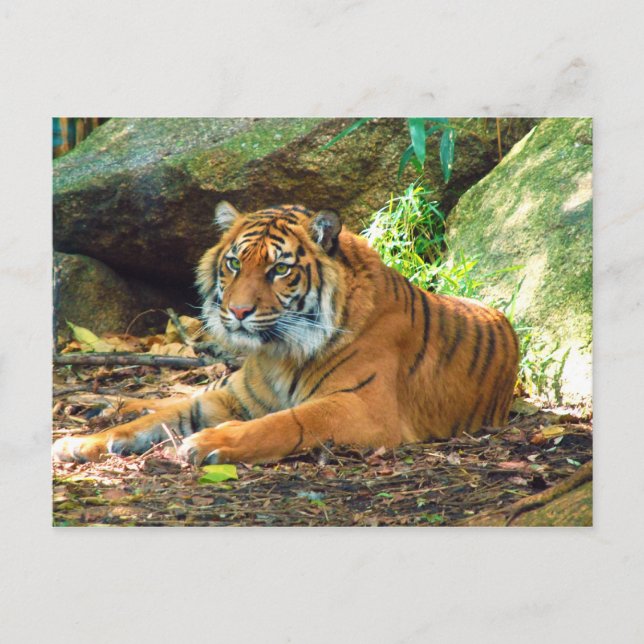 Cartão Postal Tiger Rest by Rocks (Frente)