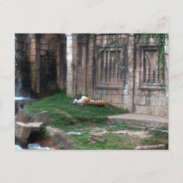 Cartão Postal Tiger Roll