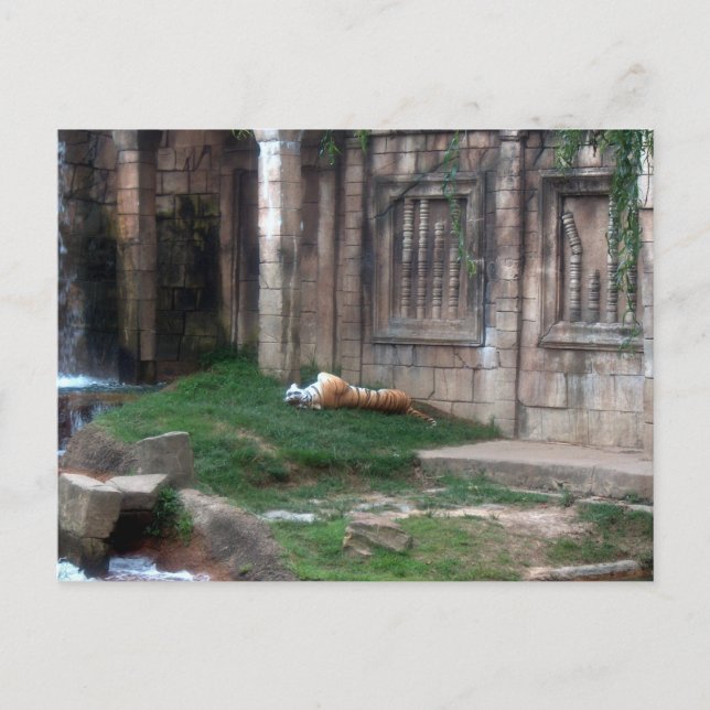 Cartão Postal Tiger Roll (Frente)