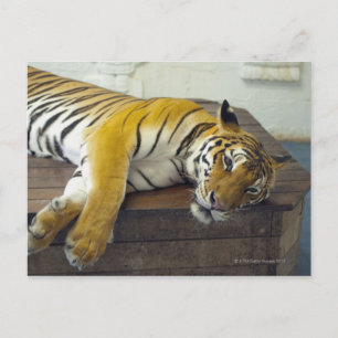 Cartão Postal Tiger, Samui, Tailândia