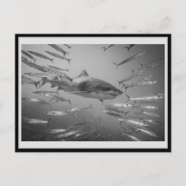 Cartão Postal Tiger Shark 001 タ postale イ ガ Carsubmetidas ャ .