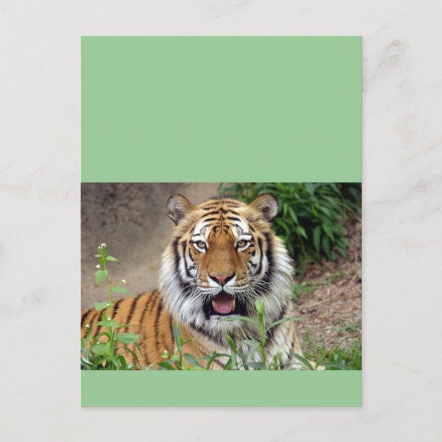 Cartão Postal Tiger Smile (Frente)