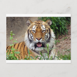 Cartão Postal Tiger Smile
