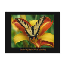 Tiger Swallowtail em Daylily