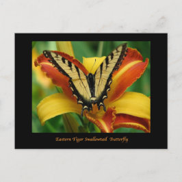 Cartão Postal Tiger Swallowtail em Daylily