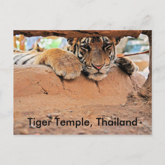 Cartão Postal Tiger Temple