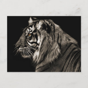 Cartão Postal Tiger Tiger