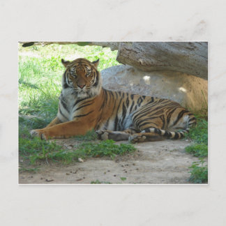 Cartão Postal Tiger, Tigre Real Bengala