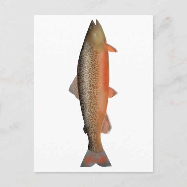 Cartão Postal Tiger Trout (Frente)