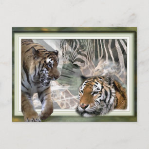 Cartão Postal Tiger, Zebra, Girafa, Presentes De Amantes