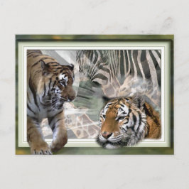 Cartão Postal Tiger, Zebra, Girafa, Presentes De Amantes