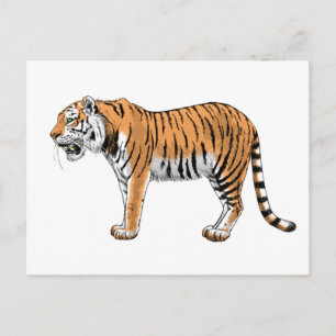 Cartão Postal Tigre