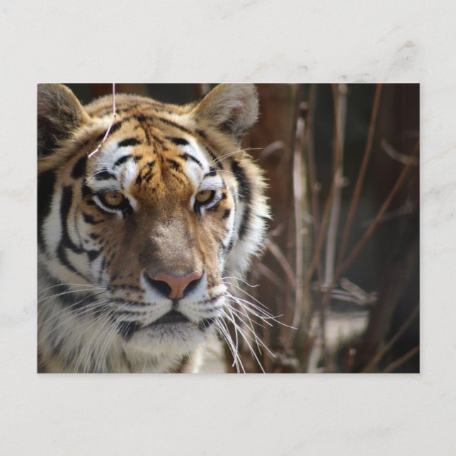 Cartão Postal Tigre (Frente)