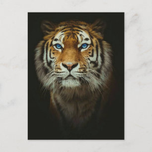 Cartão Postal Tigre