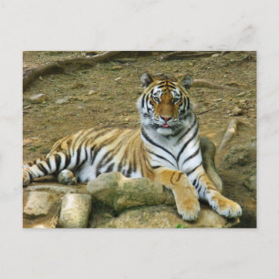 Cartão Postal Tigre