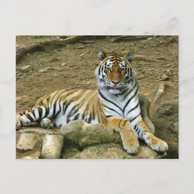 Cartão Postal Tigre (Frente)
